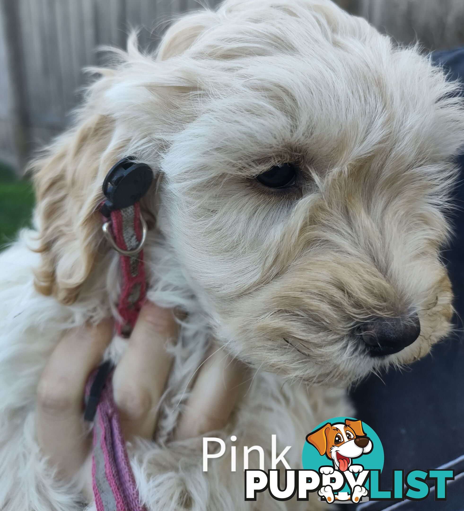 Gorgeous  spoodle pups ready now, close to melbourne