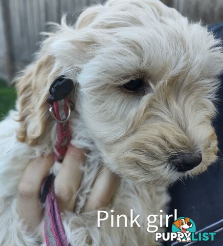 Gorgeous  spoodle pups ready now, close to melbourne