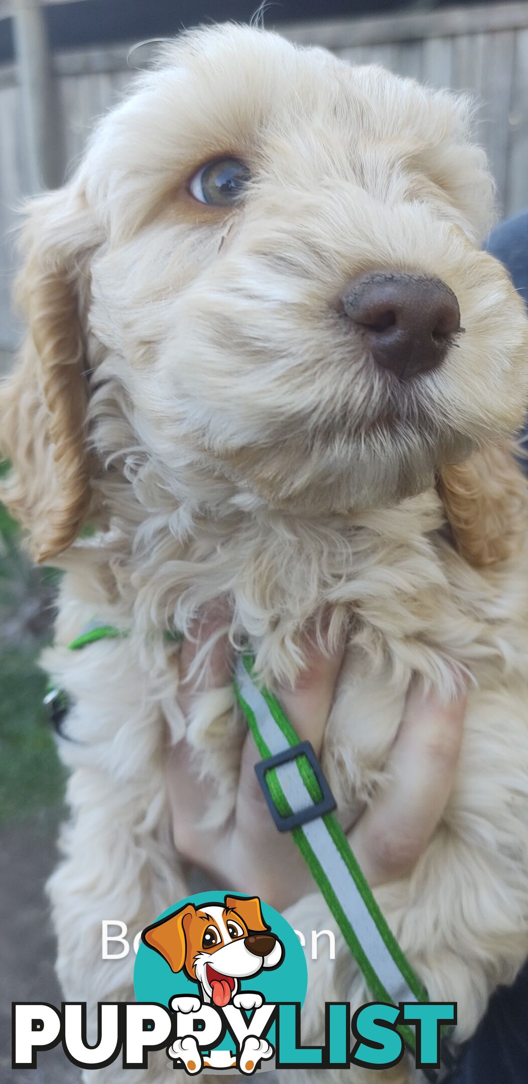 Gorgeous  spoodle pups ready now, close to melbourne