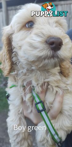 Gorgeous  spoodle pups ready now, close to melbourne