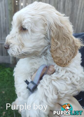 Gorgeous  spoodle pups ready now, close to melbourne