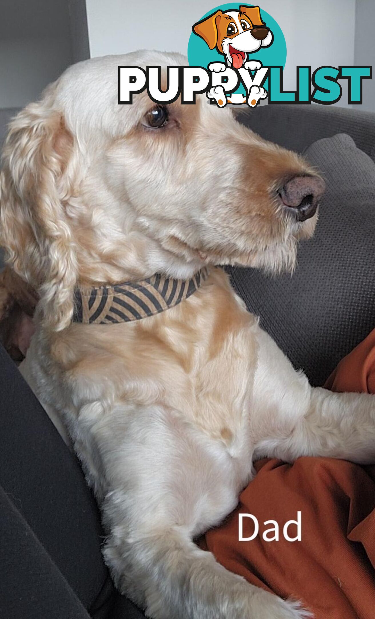 Gorgeous  spoodle pups ready now, close to melbourne