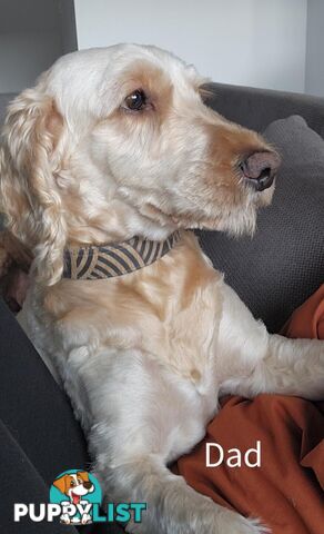 Gorgeous  spoodle pups ready now, close to melbourne