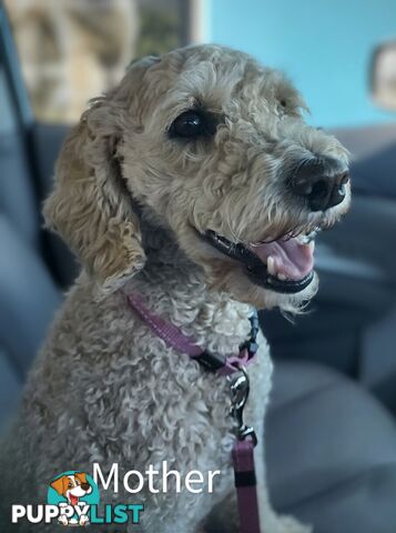 Gorgeous  spoodle pups ready now, close to melbourne