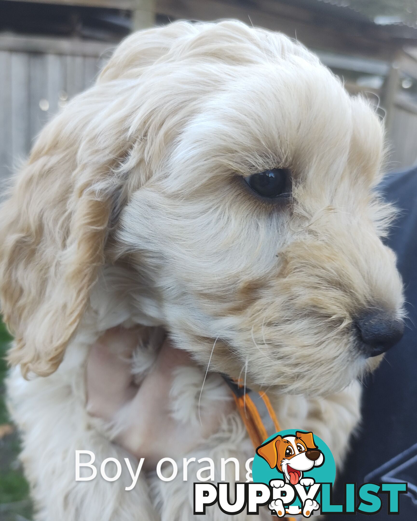 Gorgeous  spoodle pups ready now, close to melbourne