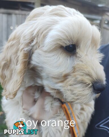 Gorgeous  spoodle pups ready now, close to melbourne