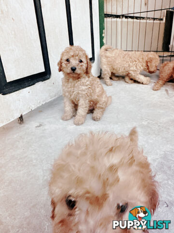 Toy poodle