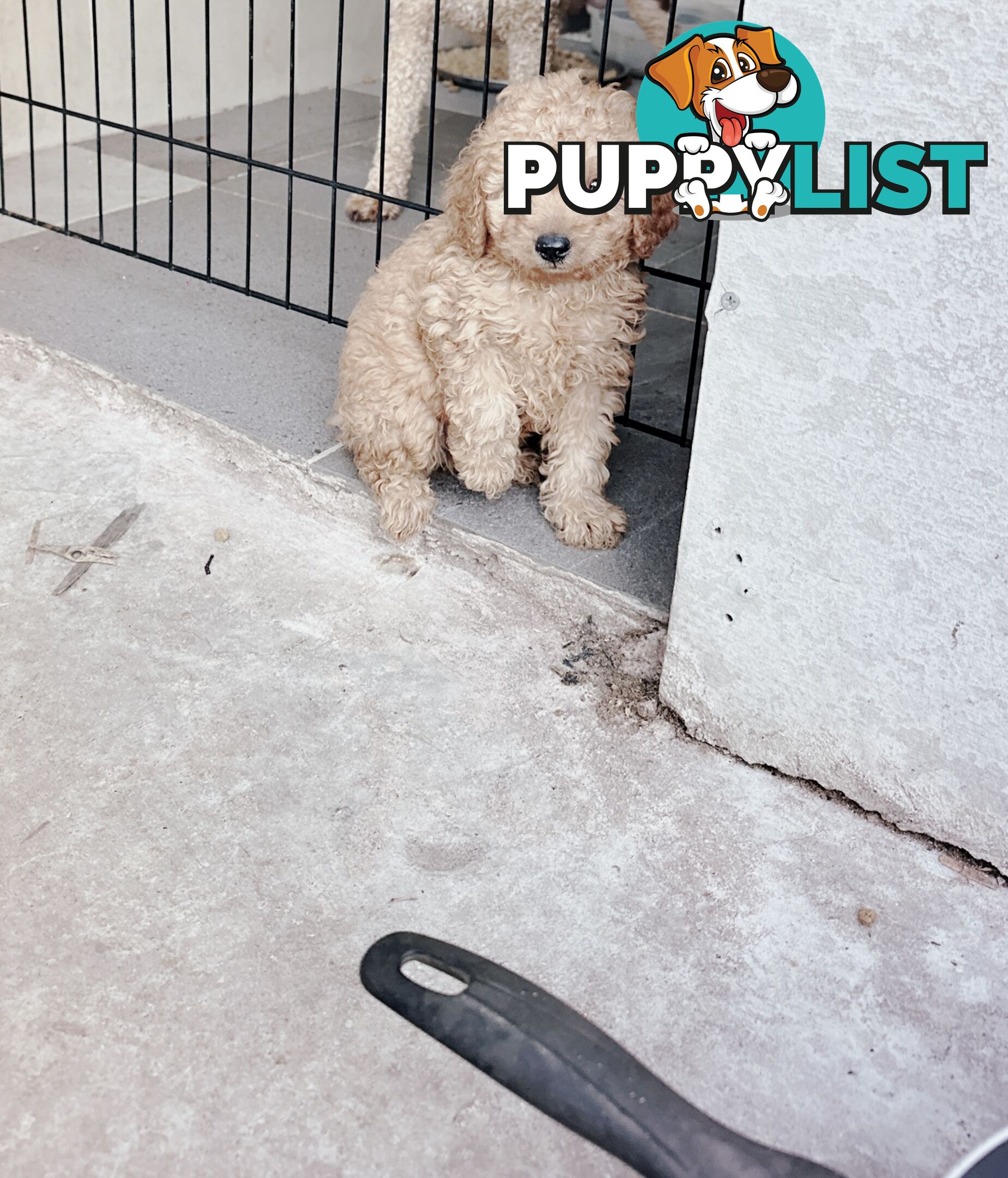 Toy poodle