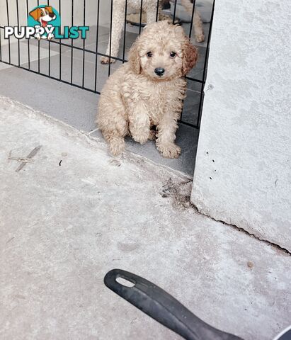 Toy poodle