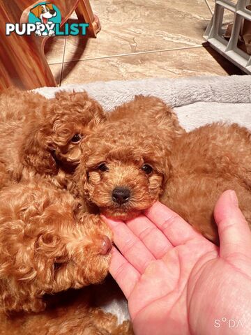 Toy poodle