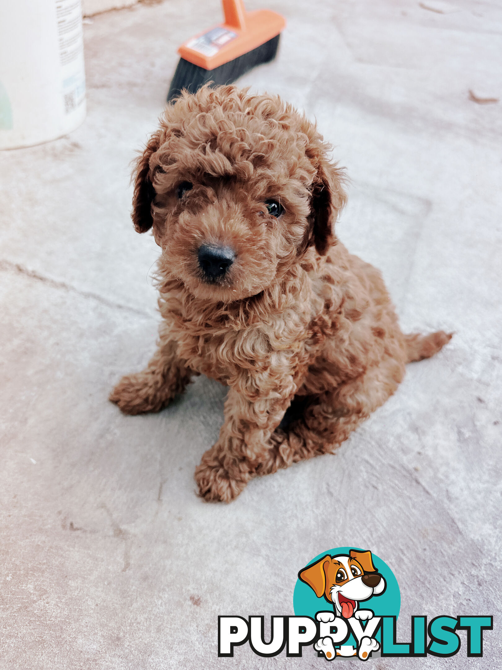 Toy poodle