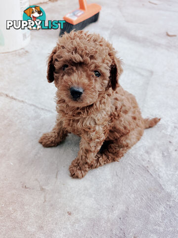 Toy poodle