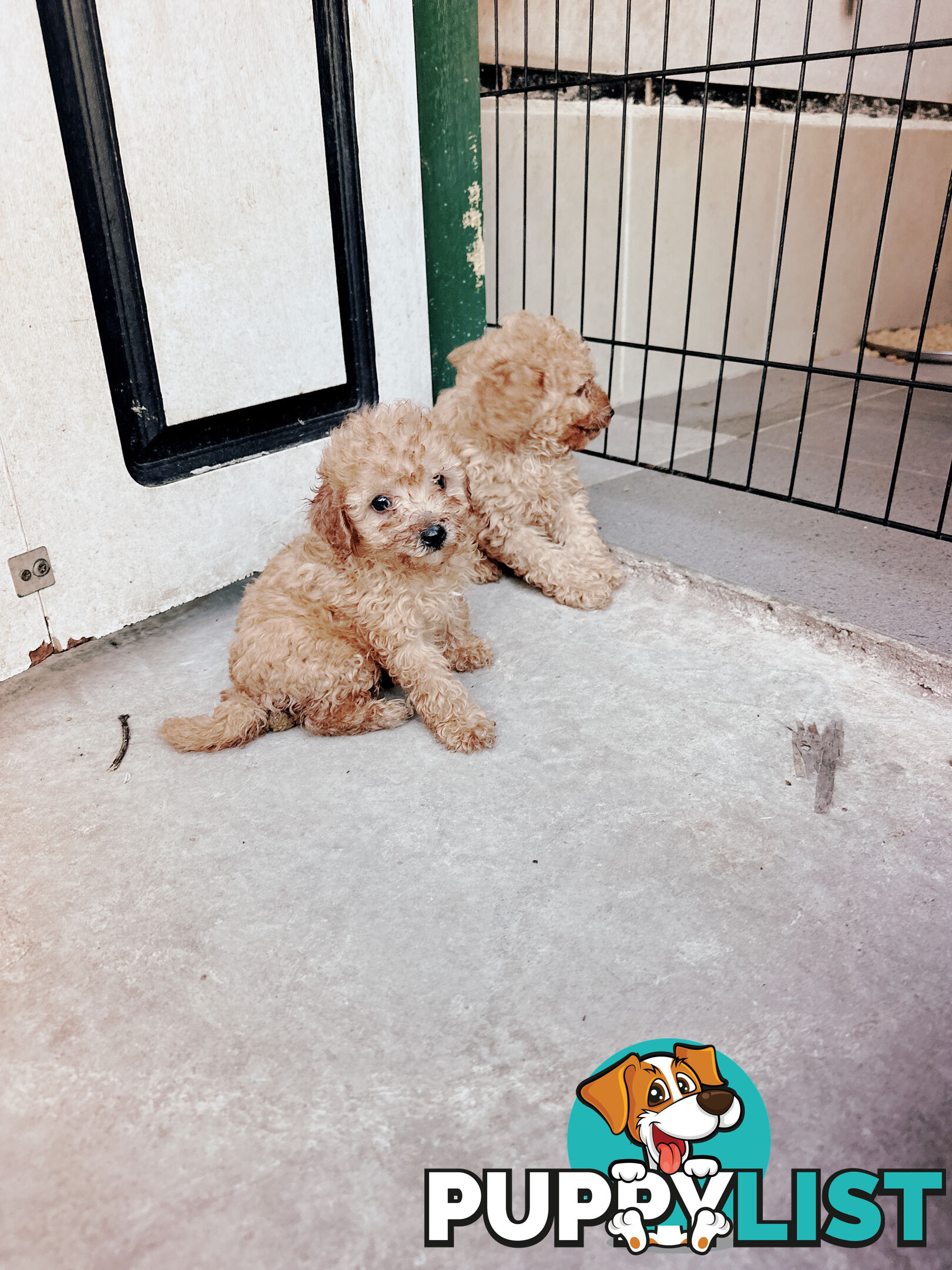 Toy poodle