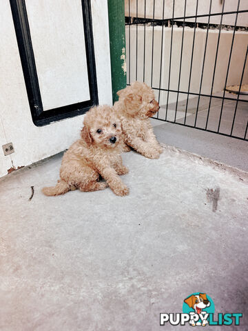 Toy poodle