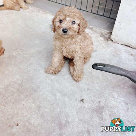 Toy poodle