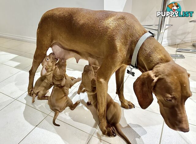 purebred Hungarian Vizsla puppy