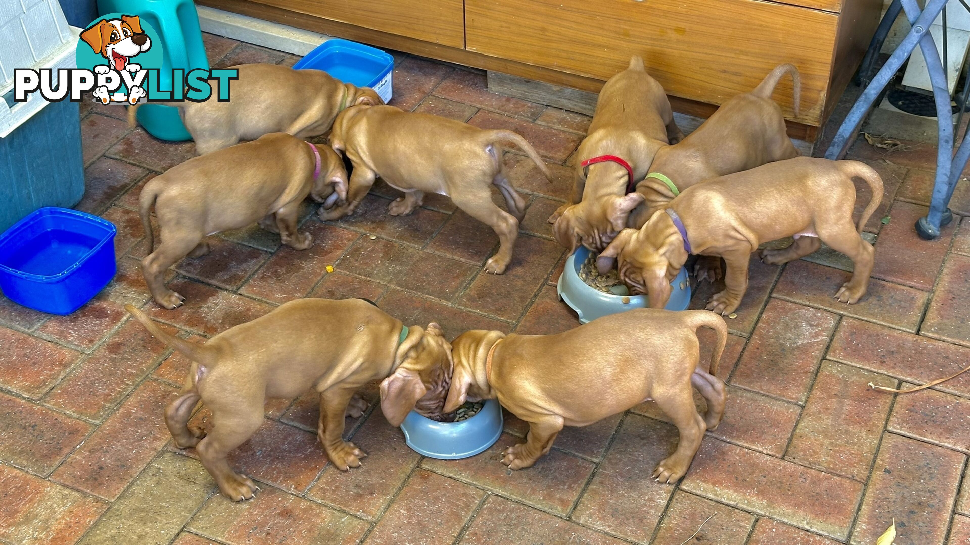 purebred Hungarian Vizsla puppy