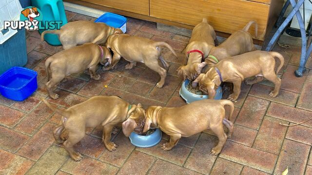 purebred Hungarian Vizsla puppy