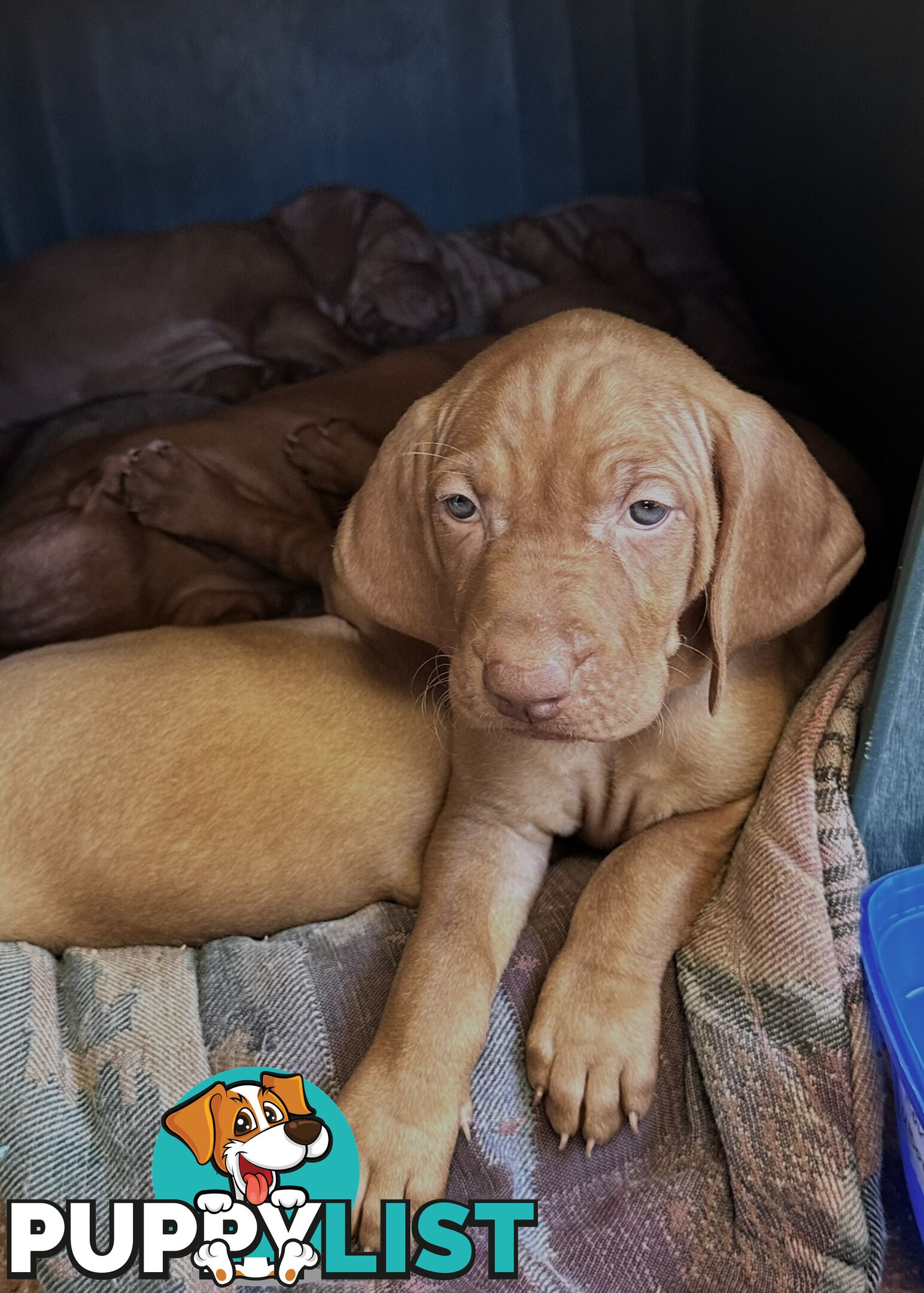 purebred Hungarian Vizsla puppy