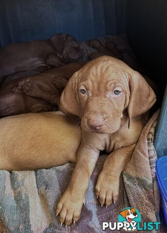 purebred Hungarian Vizsla puppy