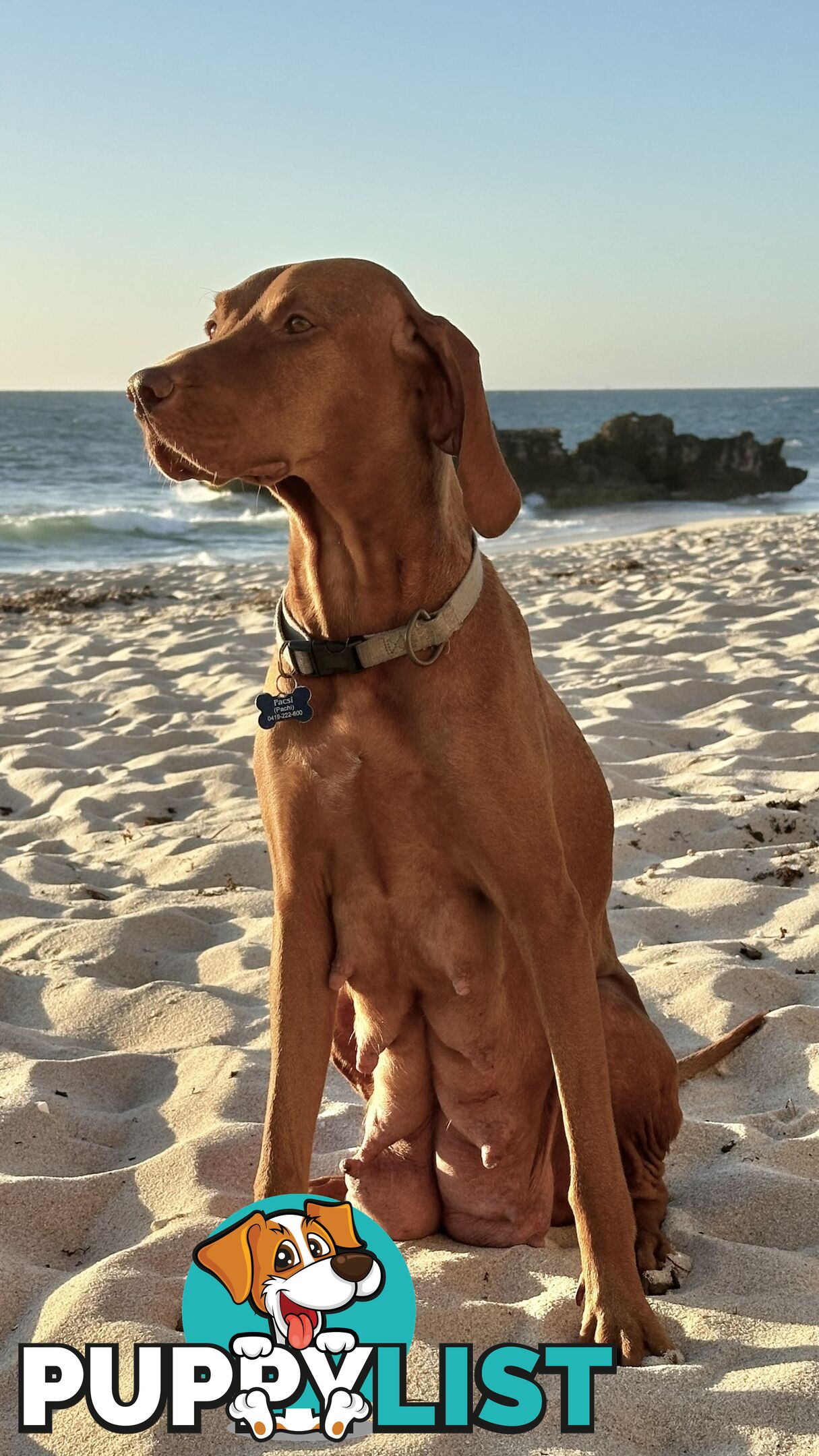 purebred Hungarian Vizsla puppy