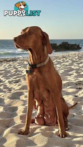 purebred Hungarian Vizsla puppy