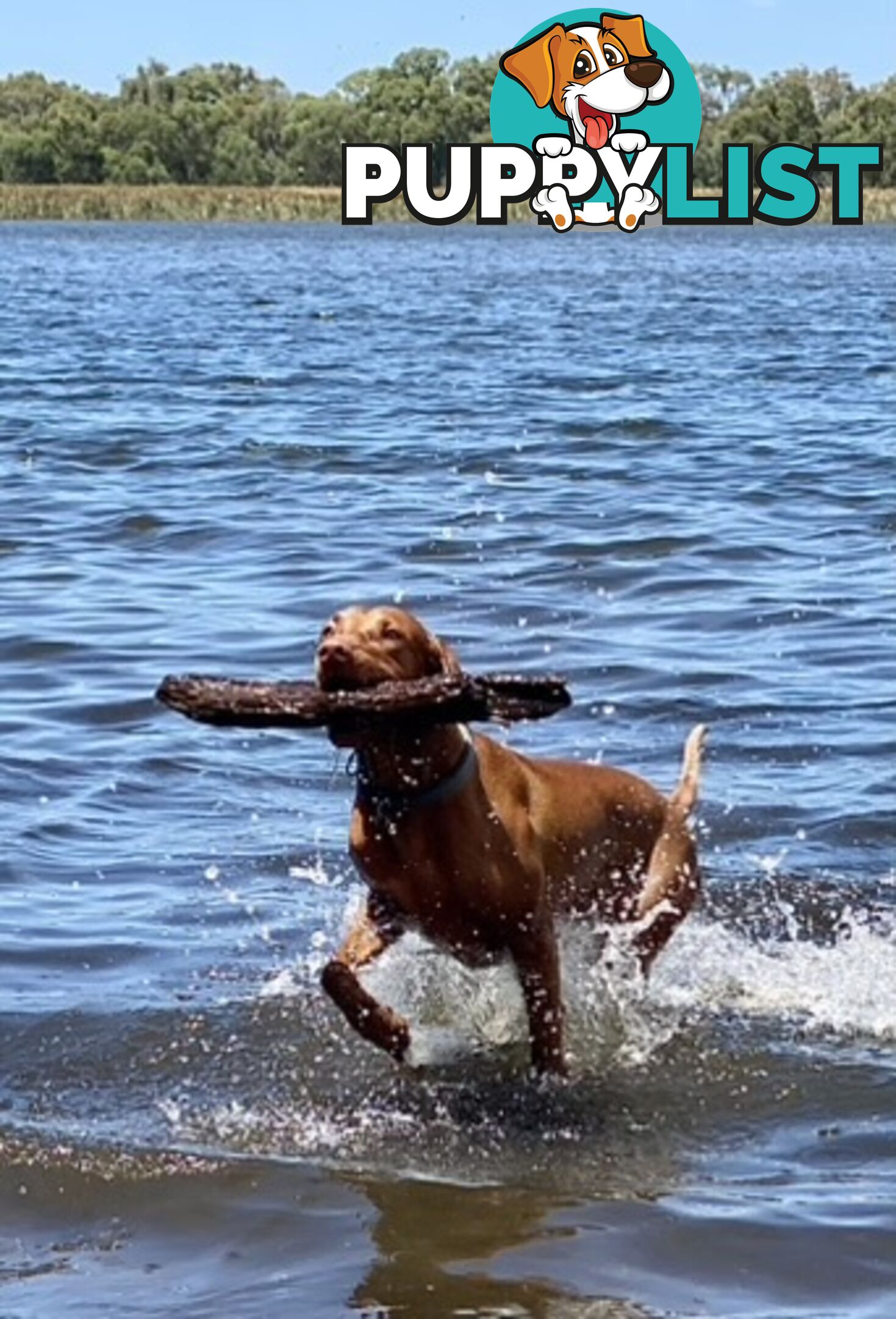 purebred Hungarian Vizsla puppy