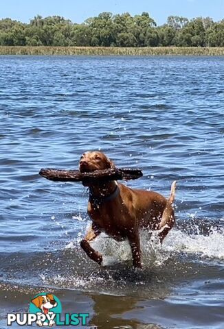 purebred Hungarian Vizsla puppy