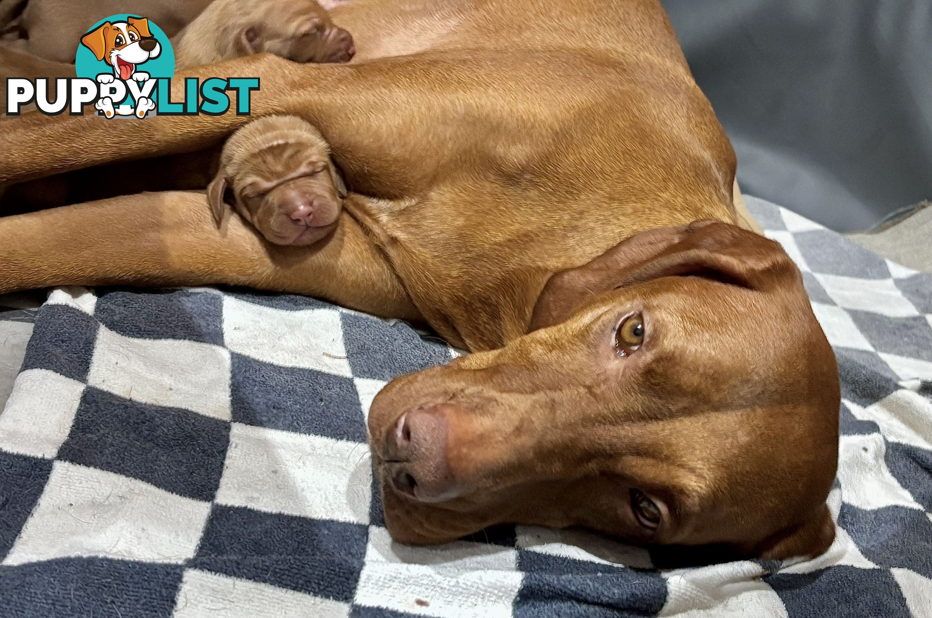 purebred Hungarian Vizsla puppy