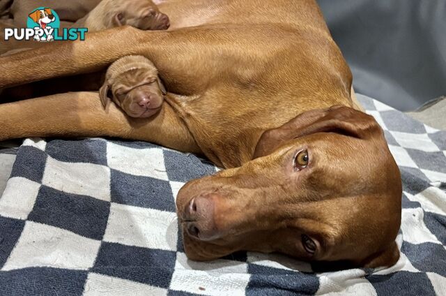 purebred Hungarian Vizsla puppy