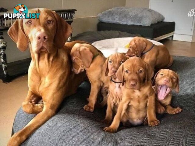 purebred Hungarian Vizsla puppy