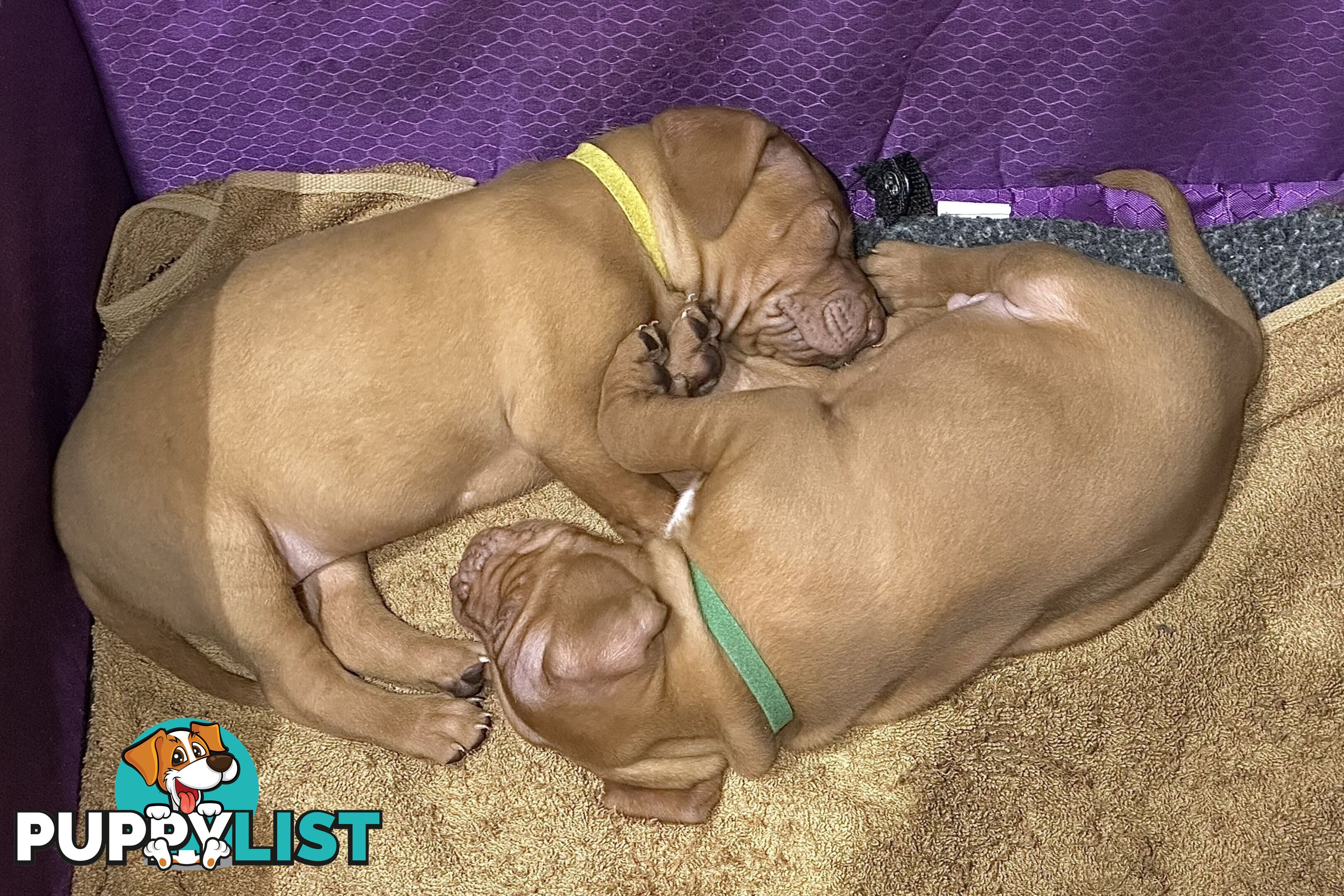 purebred Hungarian Vizsla puppy