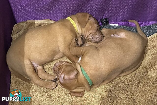 purebred Hungarian Vizsla puppy