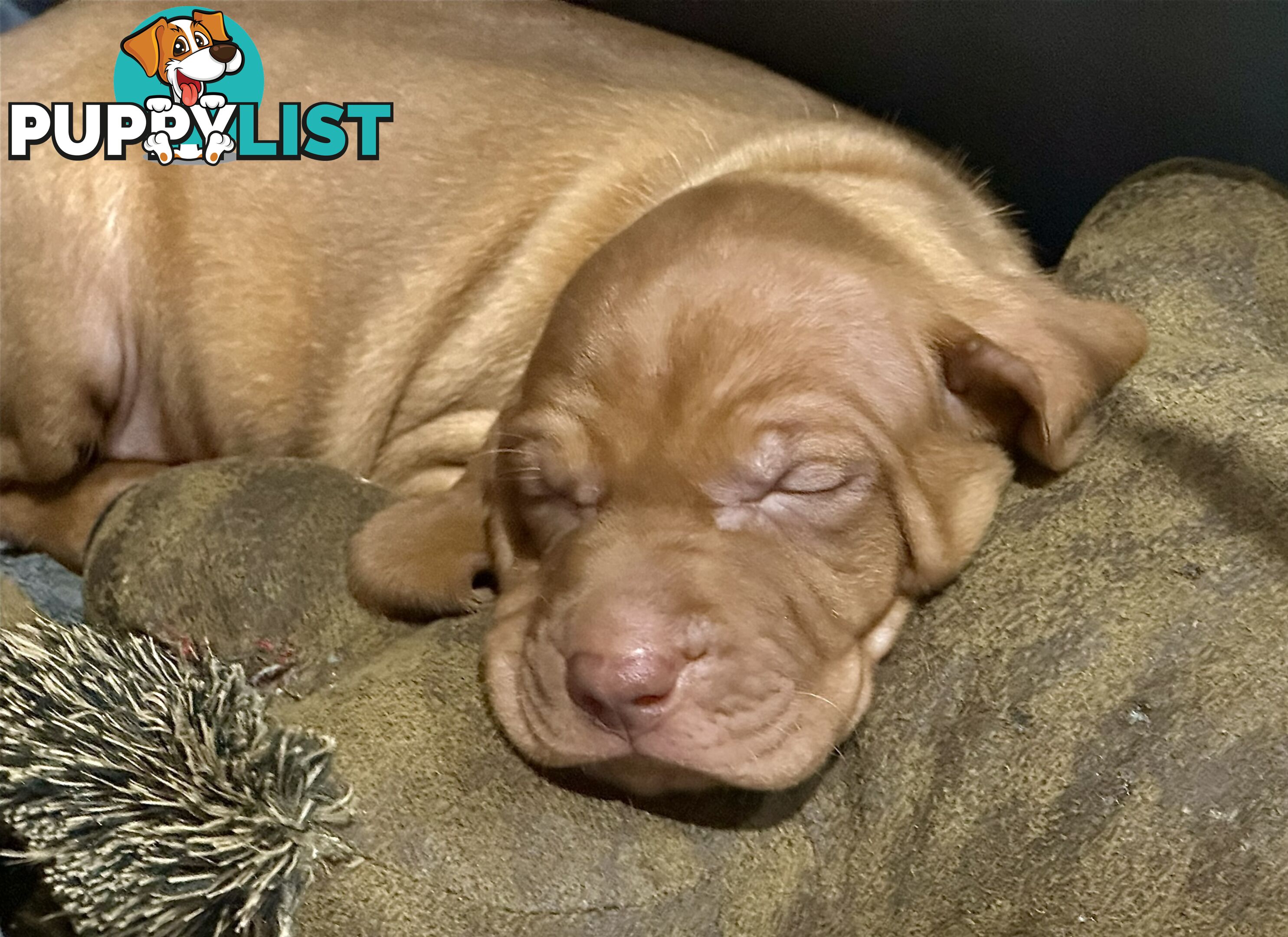 purebred Hungarian Vizsla puppy