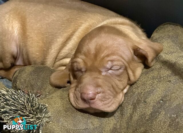 purebred Hungarian Vizsla puppy