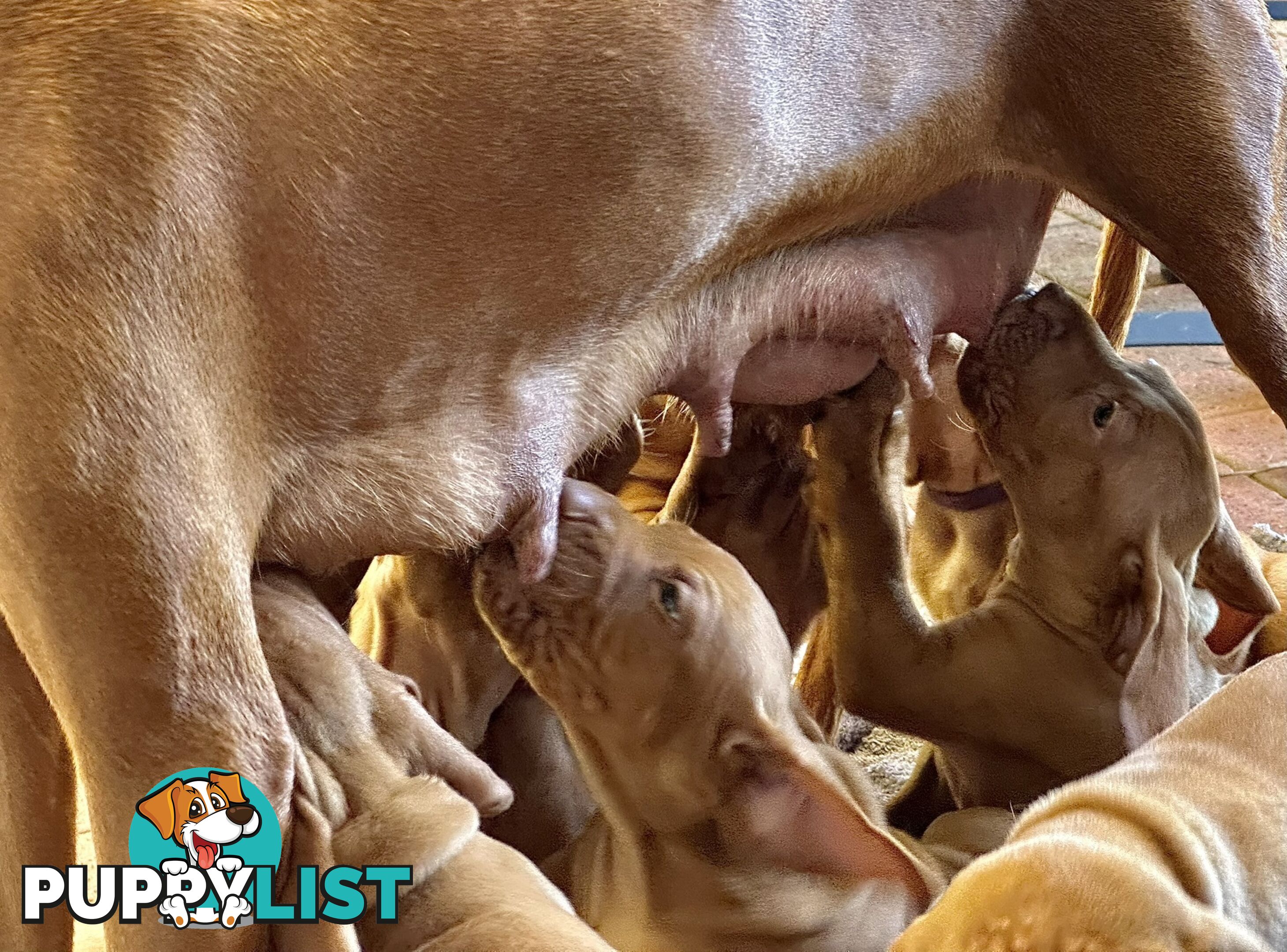 purebred Hungarian Vizsla puppy