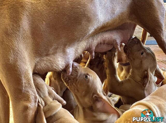 purebred Hungarian Vizsla puppy