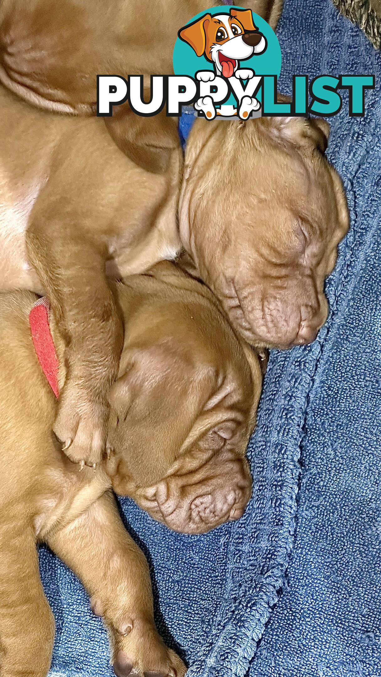 purebred Hungarian Vizsla puppy