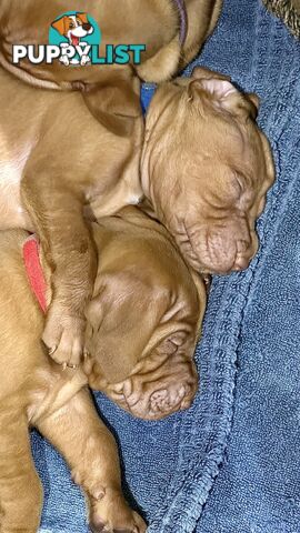 purebred Hungarian Vizsla puppy