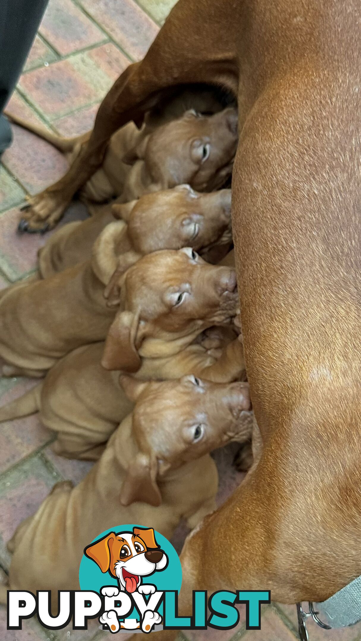 purebred Hungarian Vizsla puppy