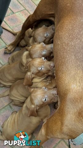 purebred Hungarian Vizsla puppy