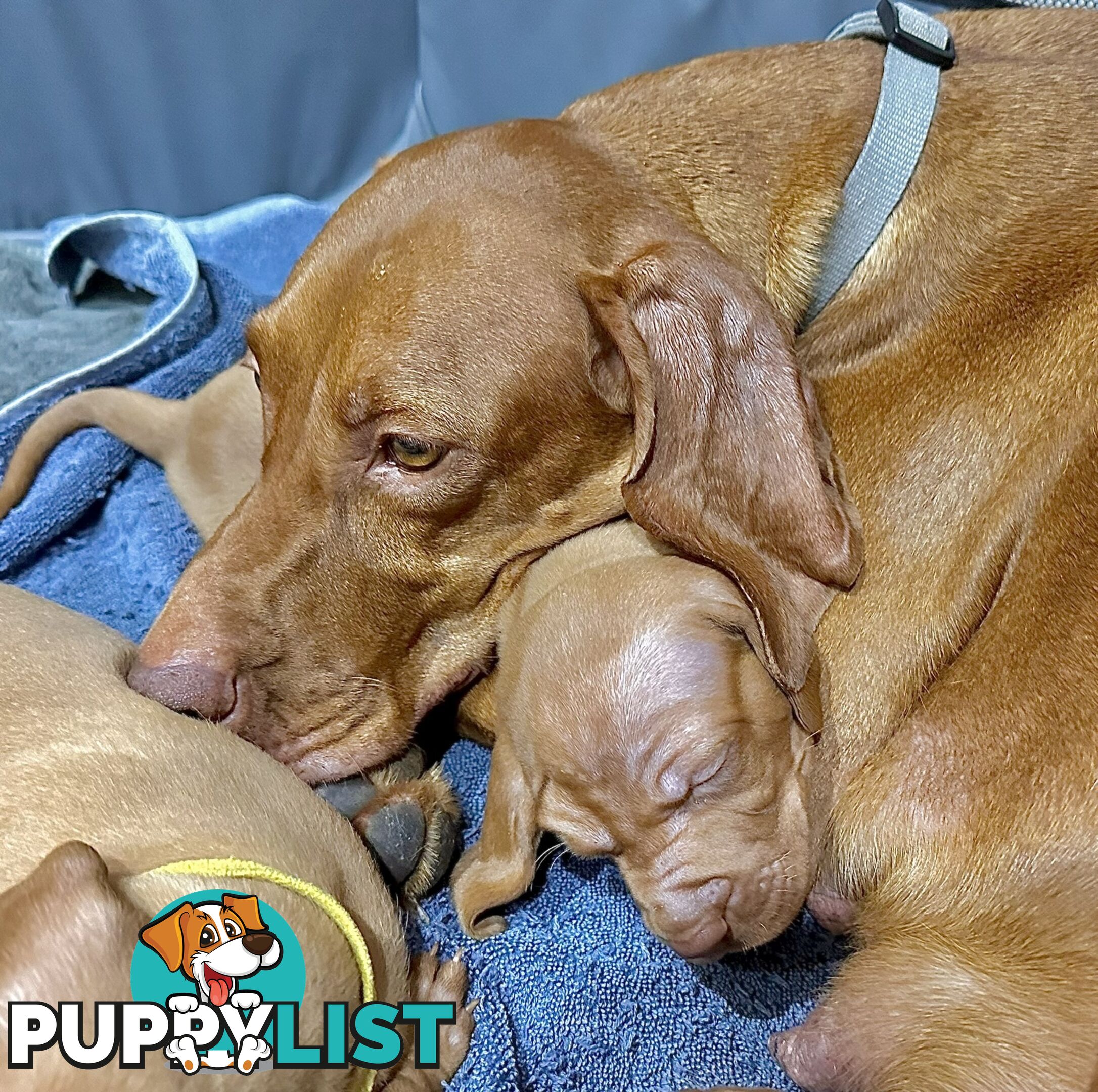 purebred Hungarian Vizsla puppy