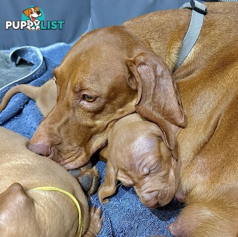 purebred Hungarian Vizsla puppy