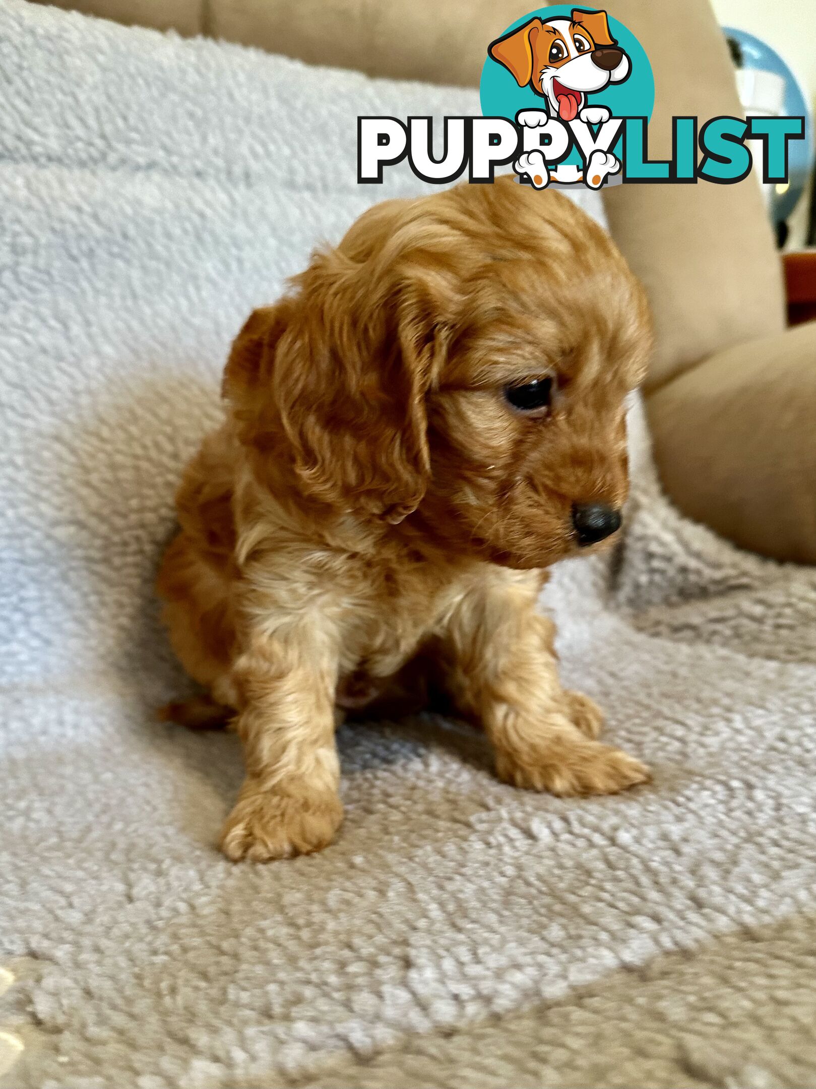 Cavoodle Puppies