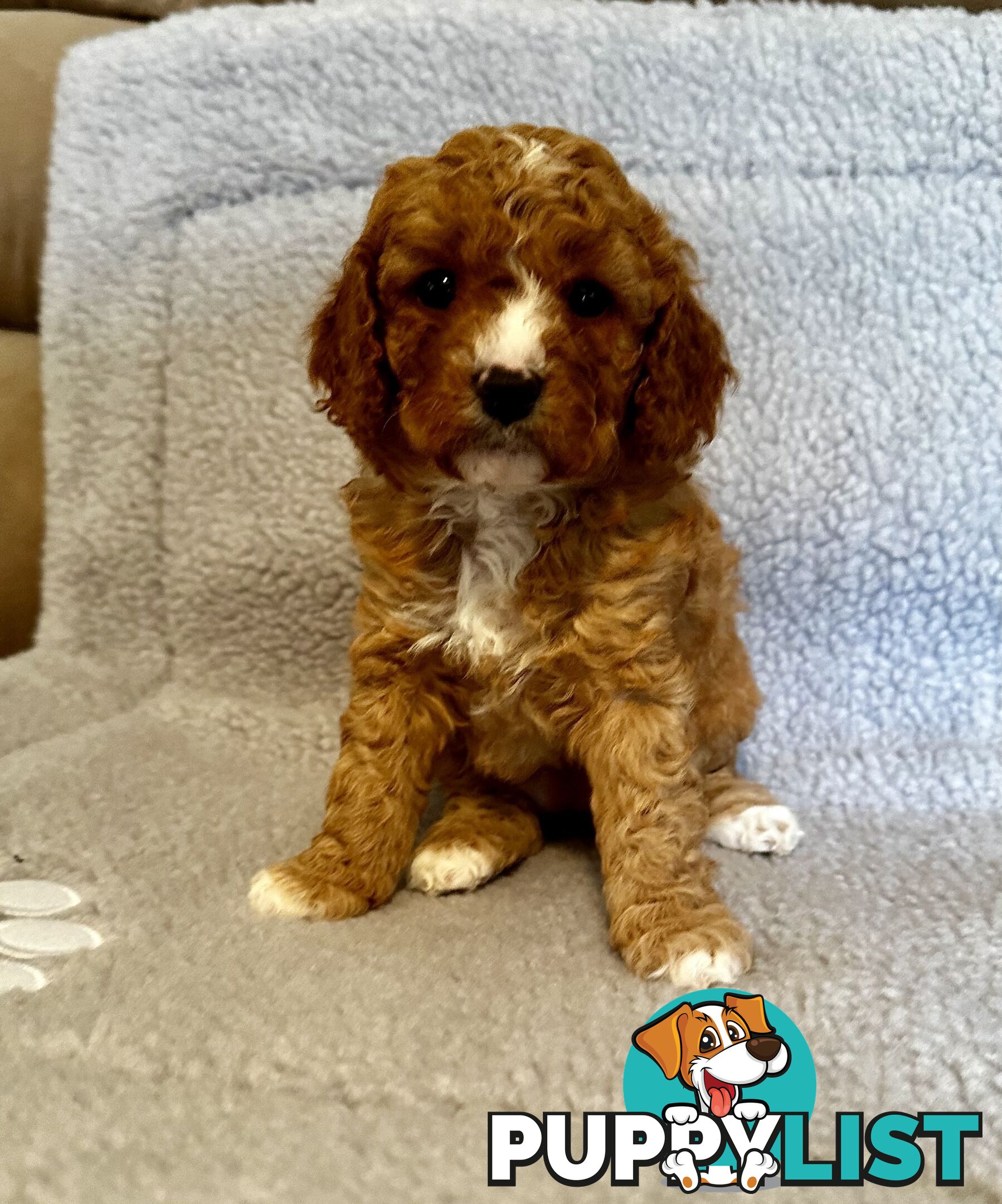 Cavoodle Puppies