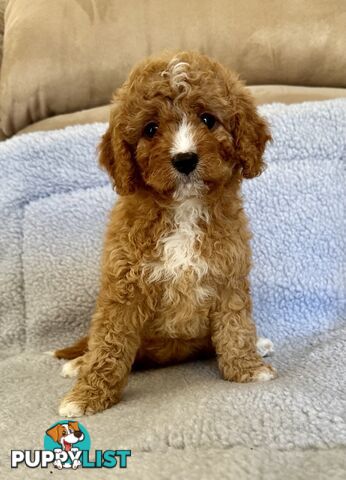 Cavoodle Puppies