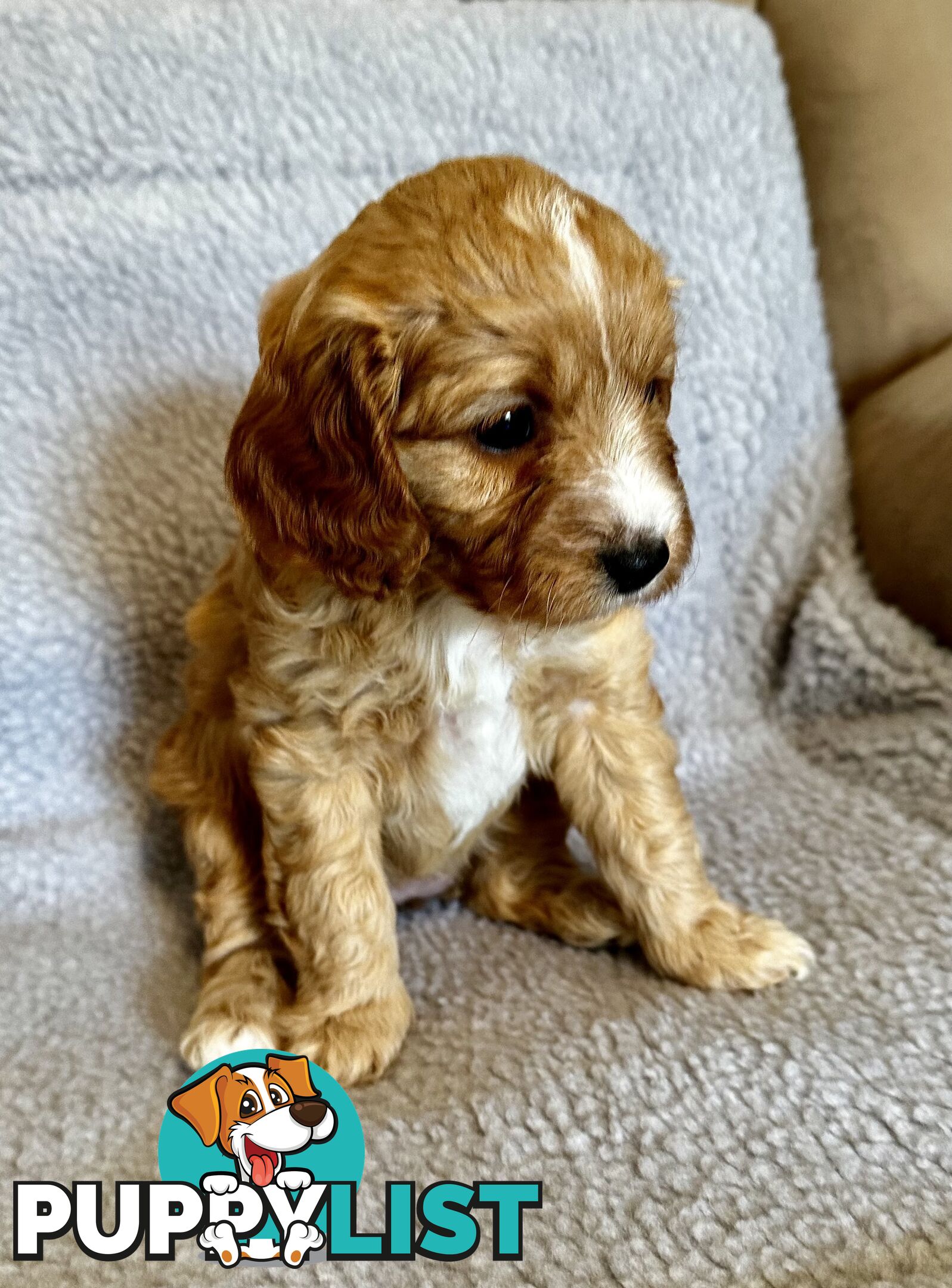 Cavoodle Puppies