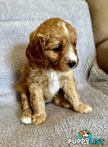 Cavoodle Puppies