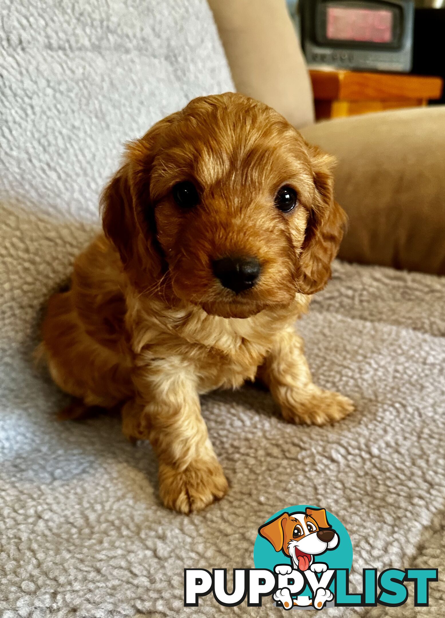 Cavoodle Puppies