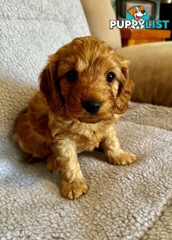 Cavoodle Puppies